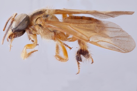 [Ptilotrigona female (lateral/side view) thumbnail]